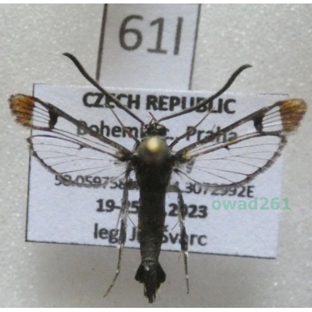 Synanthedon formicaeformis (Esper, 1783) Czech61l